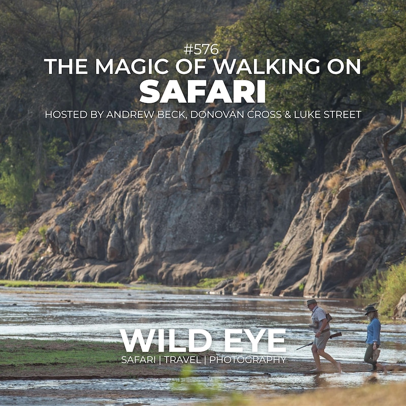 Artwork for podcast The Wild Eye Podcast