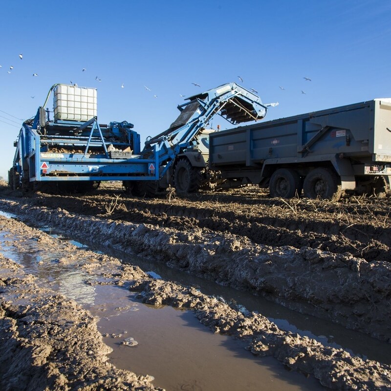 Artwork for podcast AHDB Food & Farming
