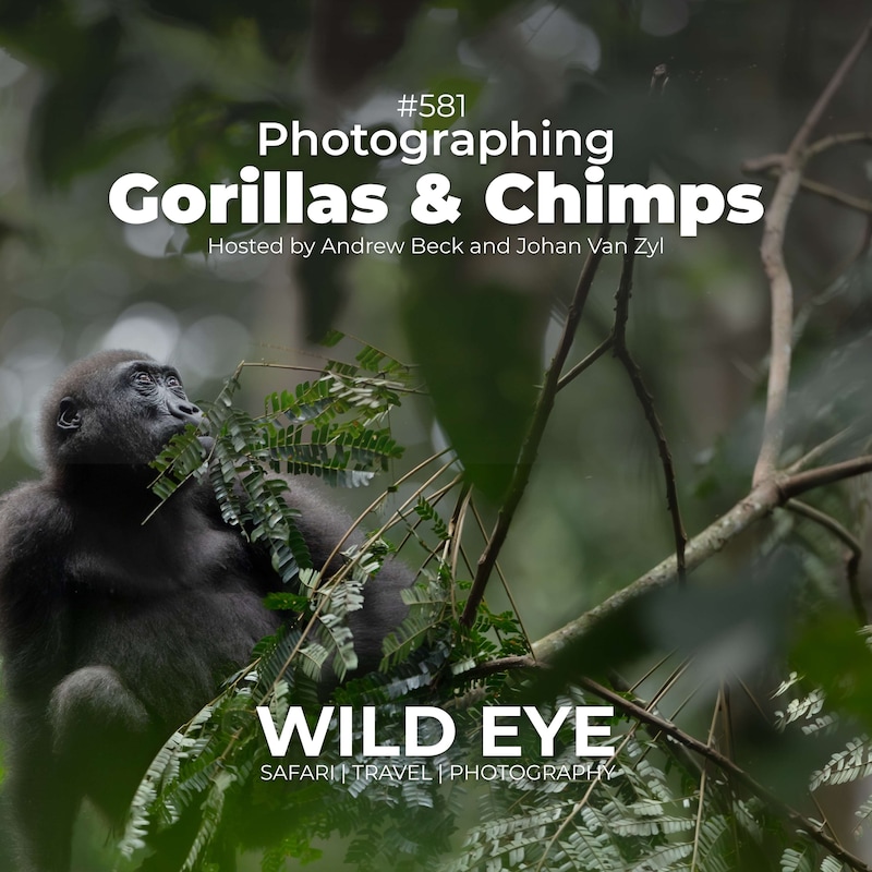 Artwork for podcast The Wild Eye Podcast