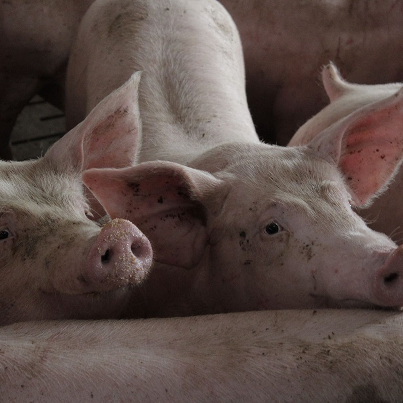 46: Pork: Environmental permitting for pig farmers: what does it mean for you?
