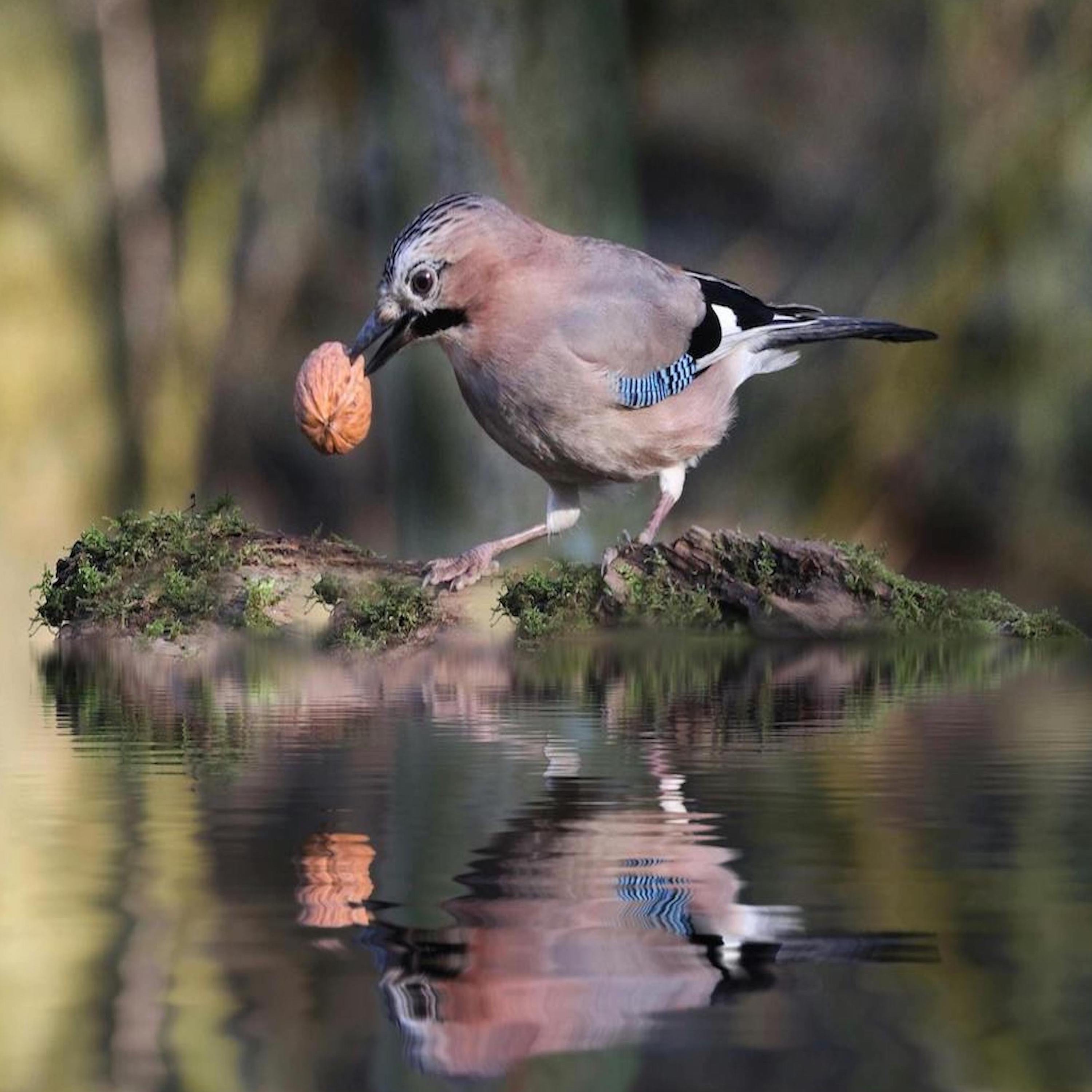 Wildlife Matters The Podcast