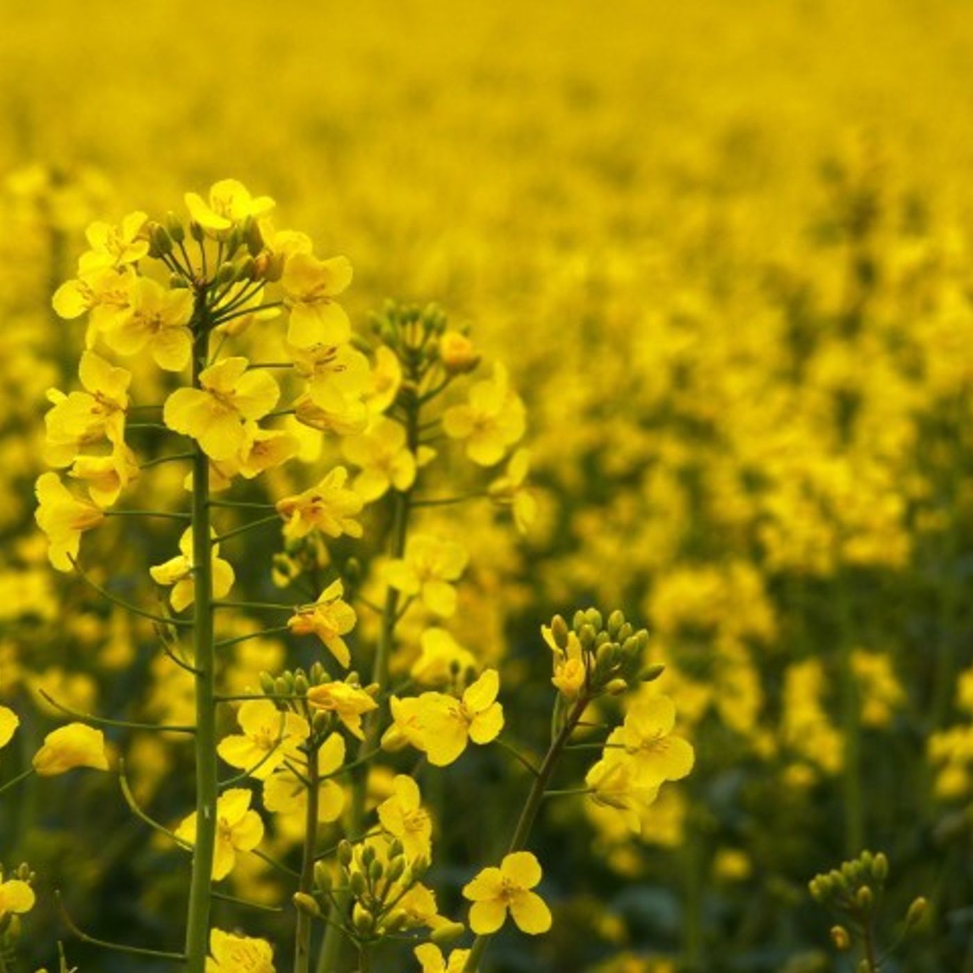 17: Strong return to oilseed rape for UK harvest 2018