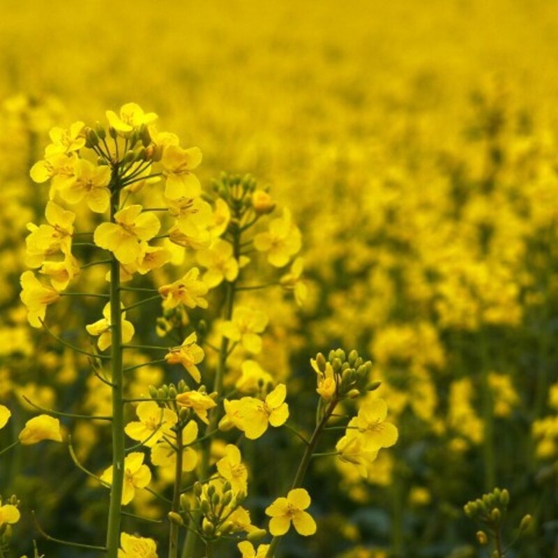 Artwork for podcast AHDB Food & Farming