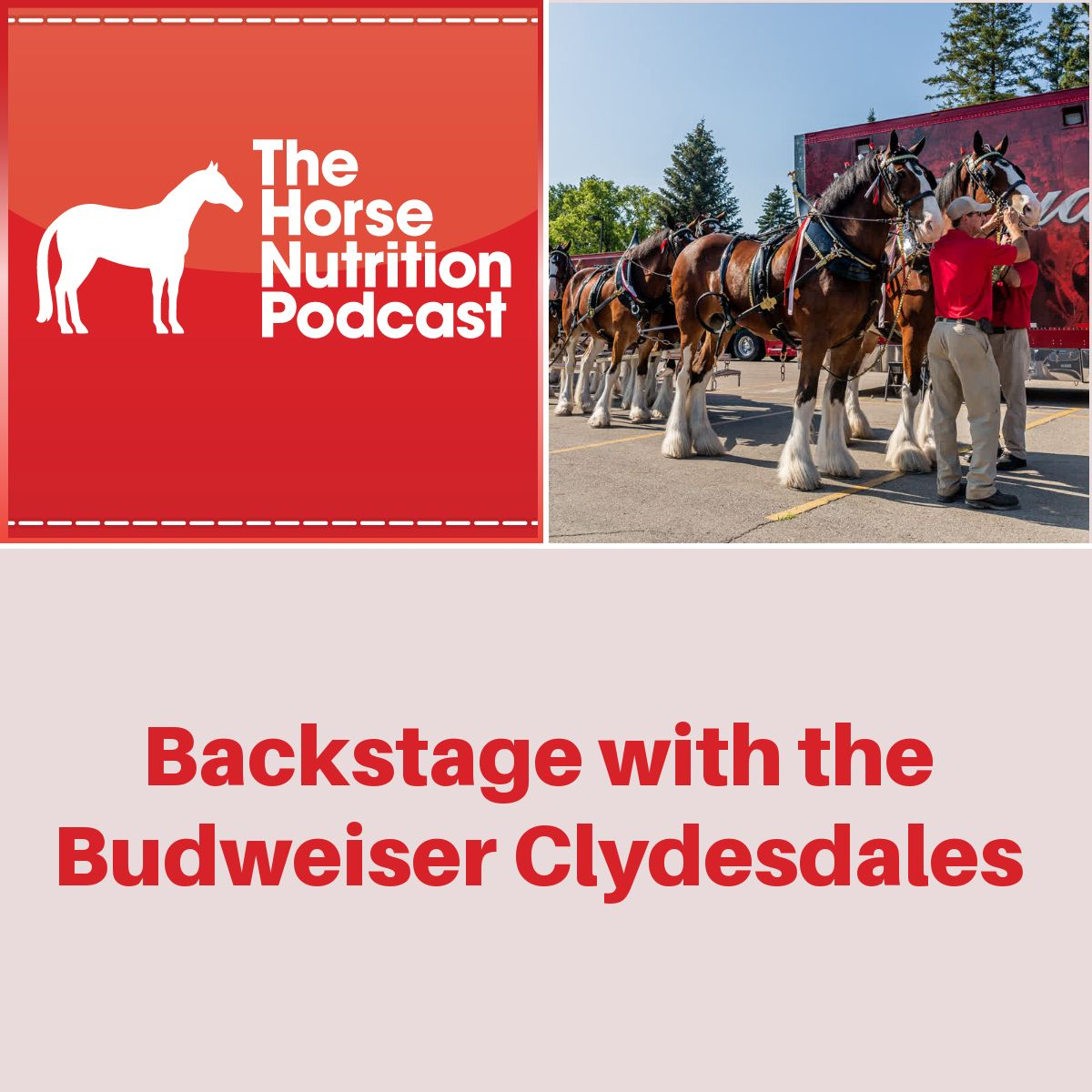 Backstage with The Budweiser Clydesdales