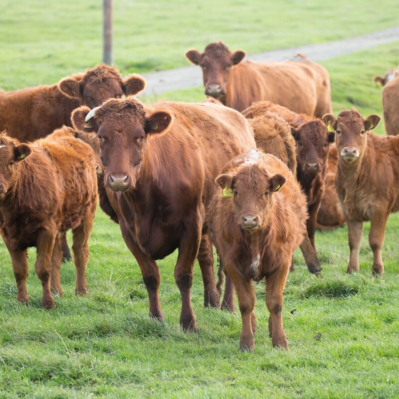 Artwork for podcast AHDB Food & Farming