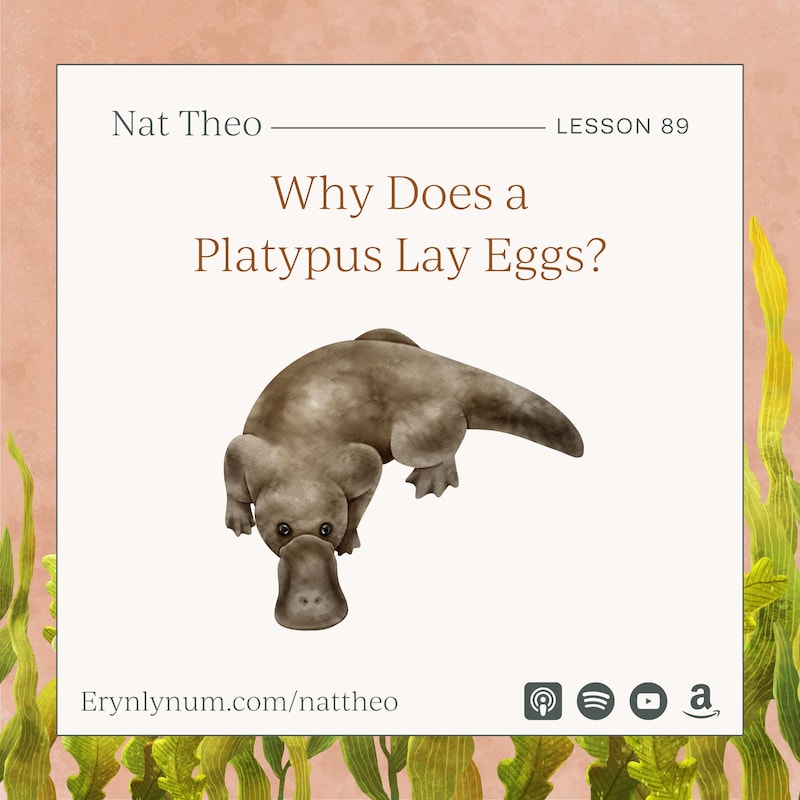 Artwork for podcast Nat Theo Nature Lessons Rooted in the Bible