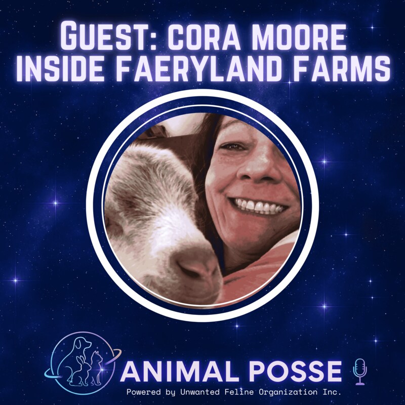 Artwork for podcast Animal Posse