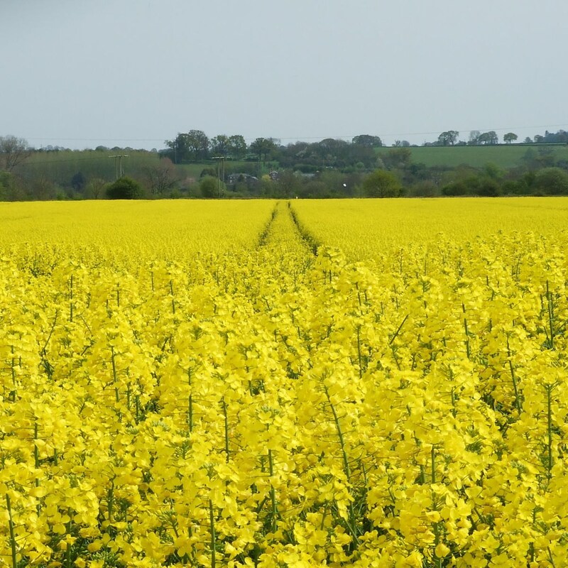Artwork for podcast AHDB Food & Farming