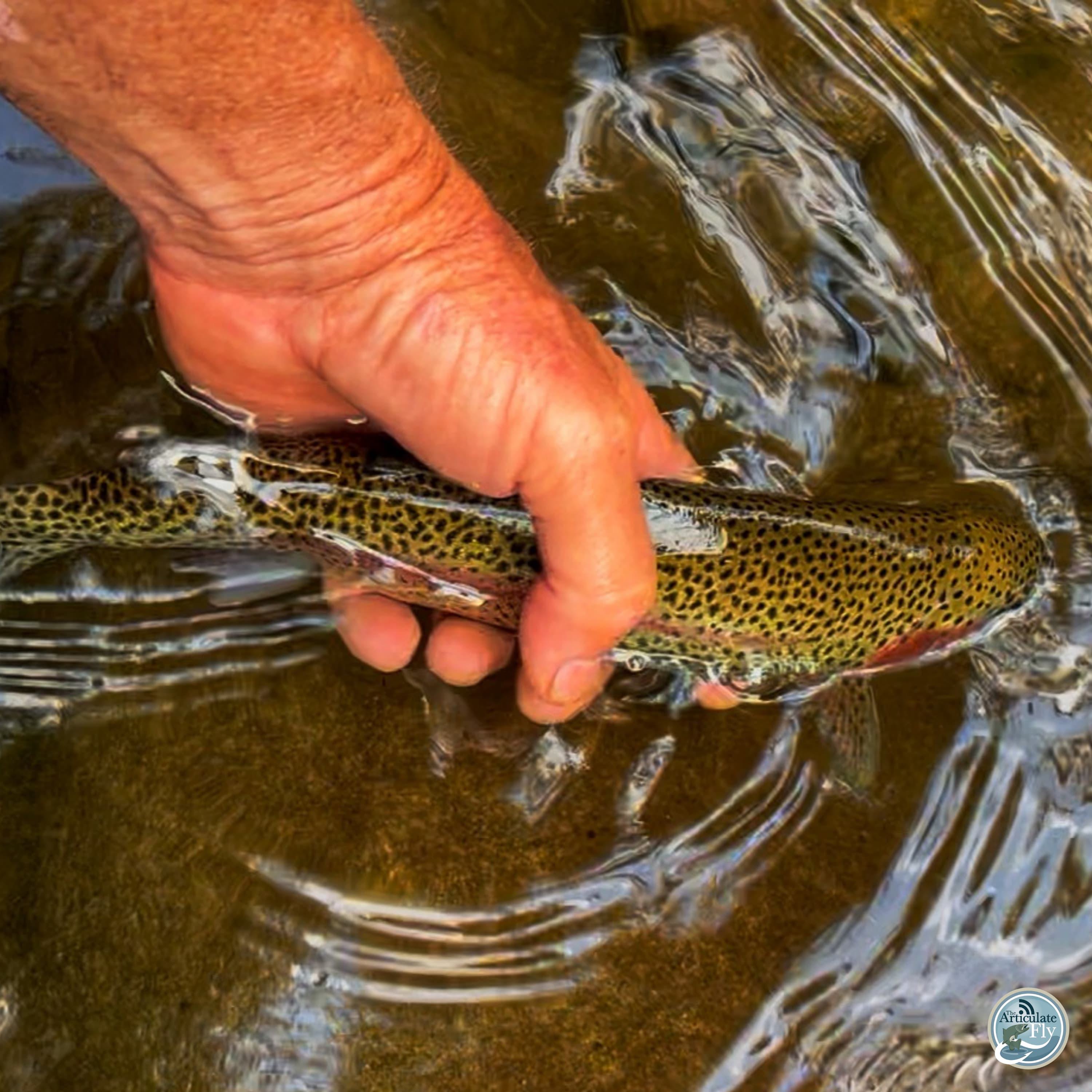 S7, Ep 64: Hot Tips for Summer Fishing: Mastering Stillwater Techniques with Mac Brown