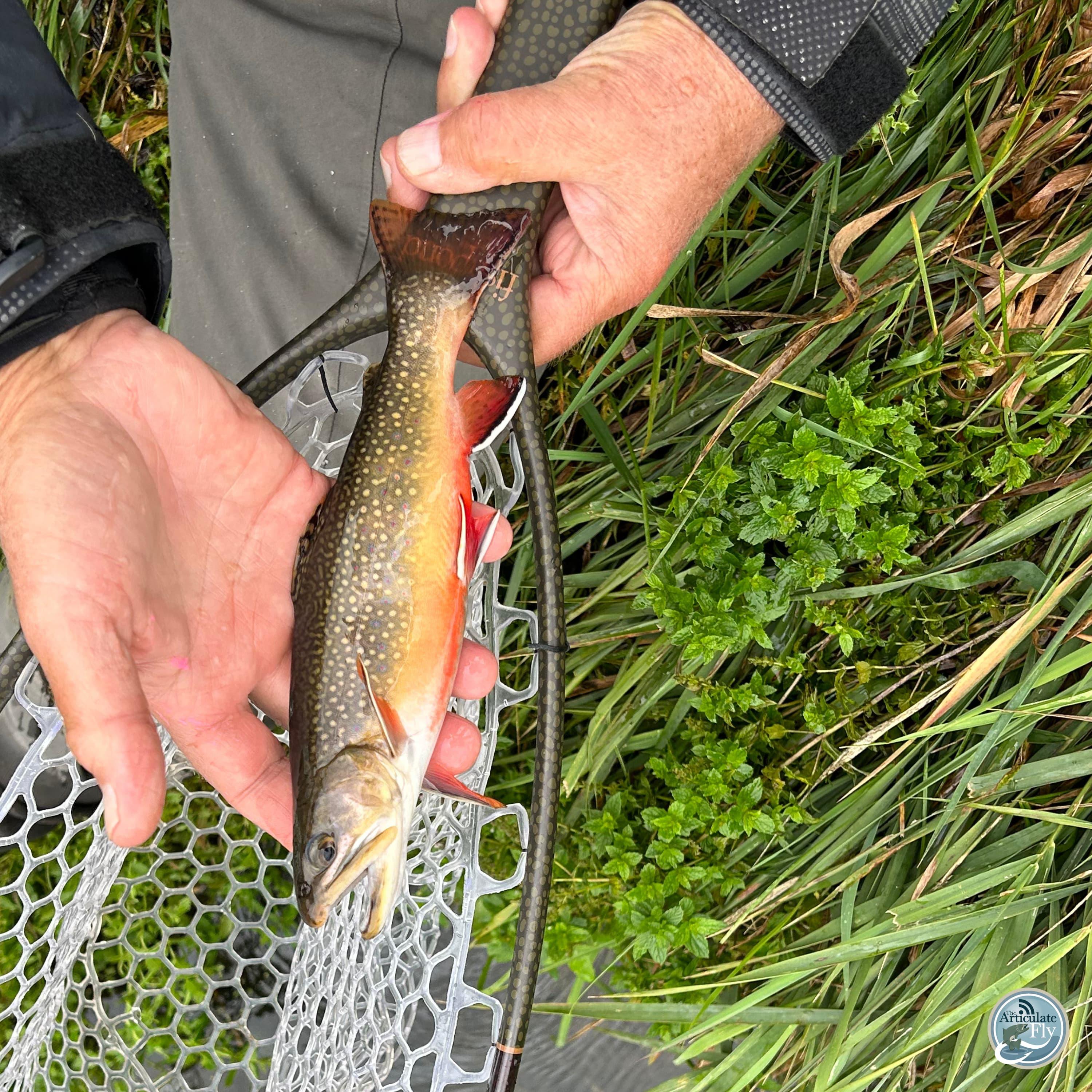 S7, Ep 88: Low Water, Big Adjustments: Mac Brown's Essential Tips for Fall Fishing Success