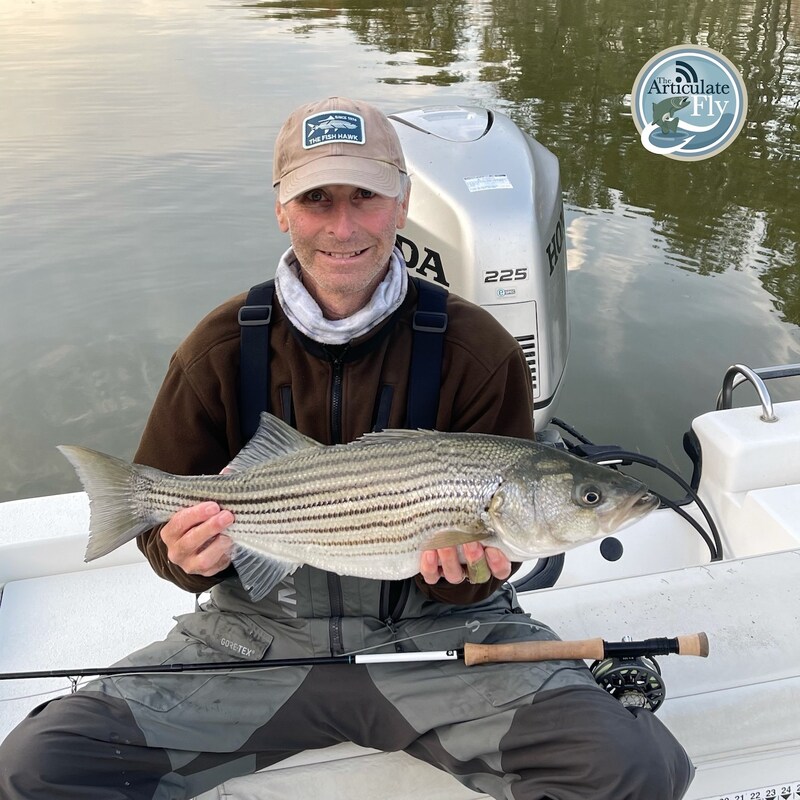 Artwork for podcast The Articulate Fly