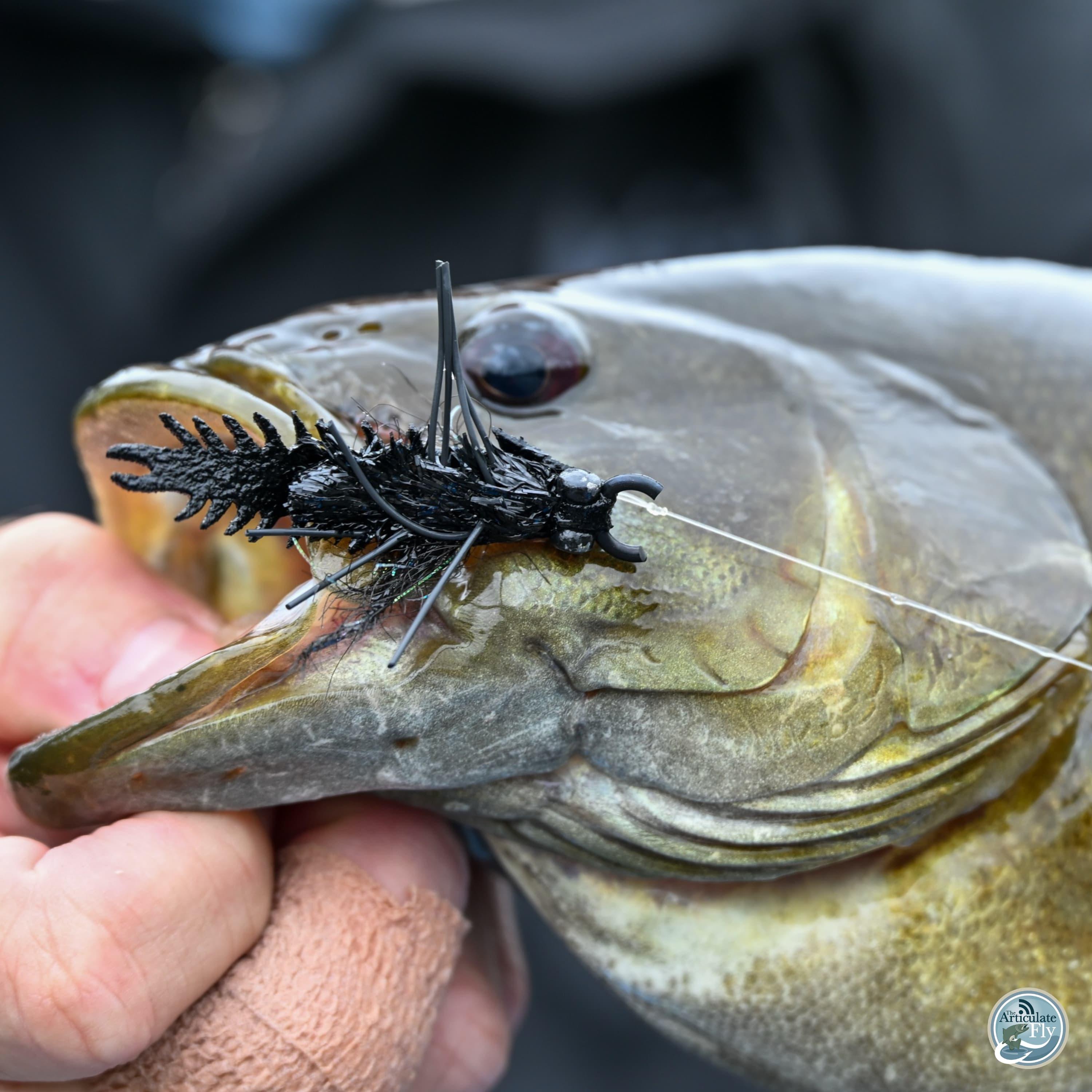 S8, Ep 61: Smallmouth Chronicles: Matt Reilly's Secrets to Success in SW Virginia