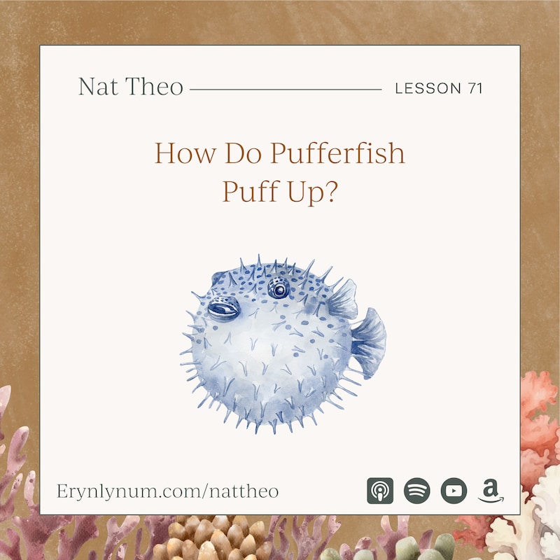 Artwork for podcast Nat Theo Nature Lessons Rooted in the Bible