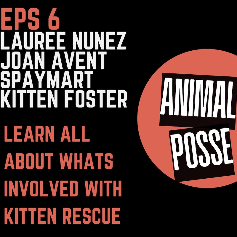 Artwork for podcast Animal Posse