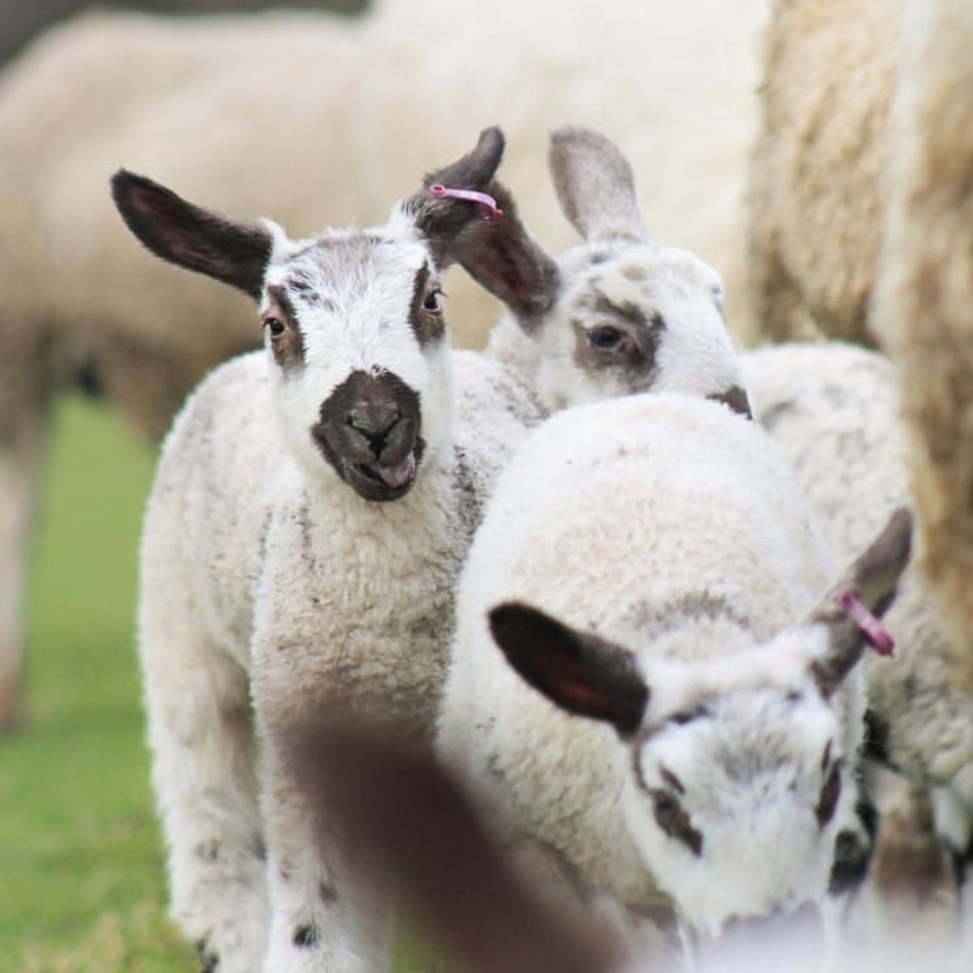 AHDB Food & Farming