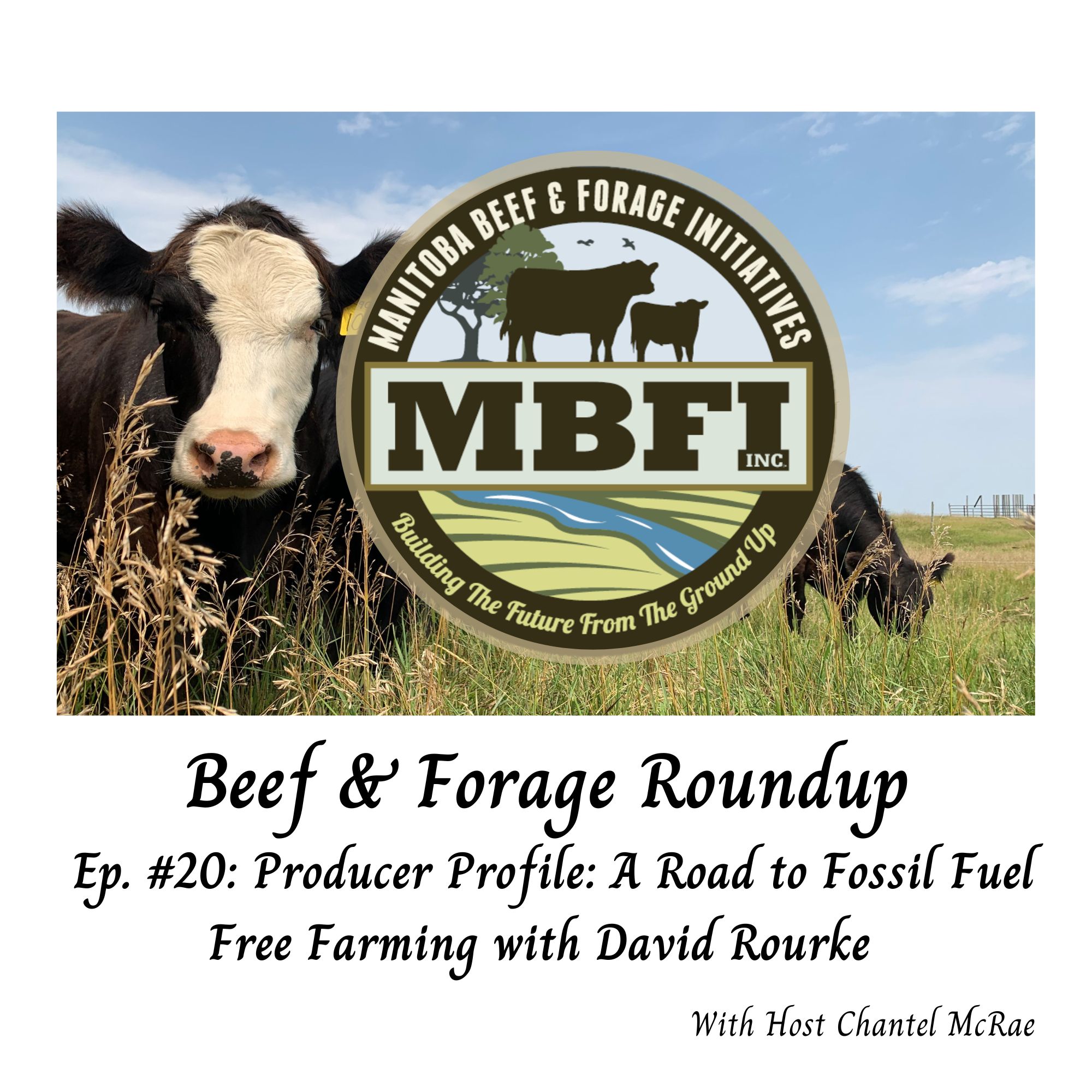 Beef and Forage Roundup