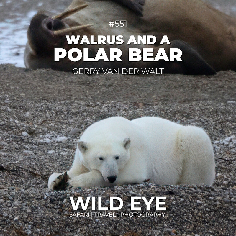 Artwork for podcast The Wild Eye Podcast