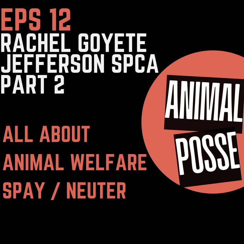 Artwork for podcast Animal Posse