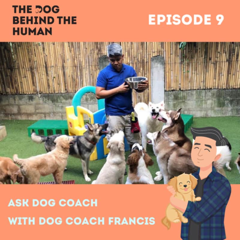 Artwork for podcast The Dog Behind The Human