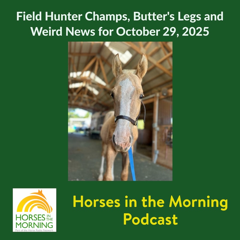 Artwork for podcast HORSES IN THE MORNING