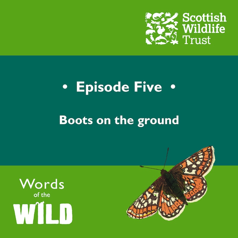 Artwork for podcast Words of the Wild