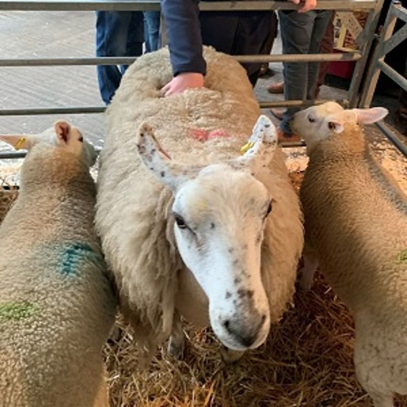 Artwork for podcast AHDB Food & Farming