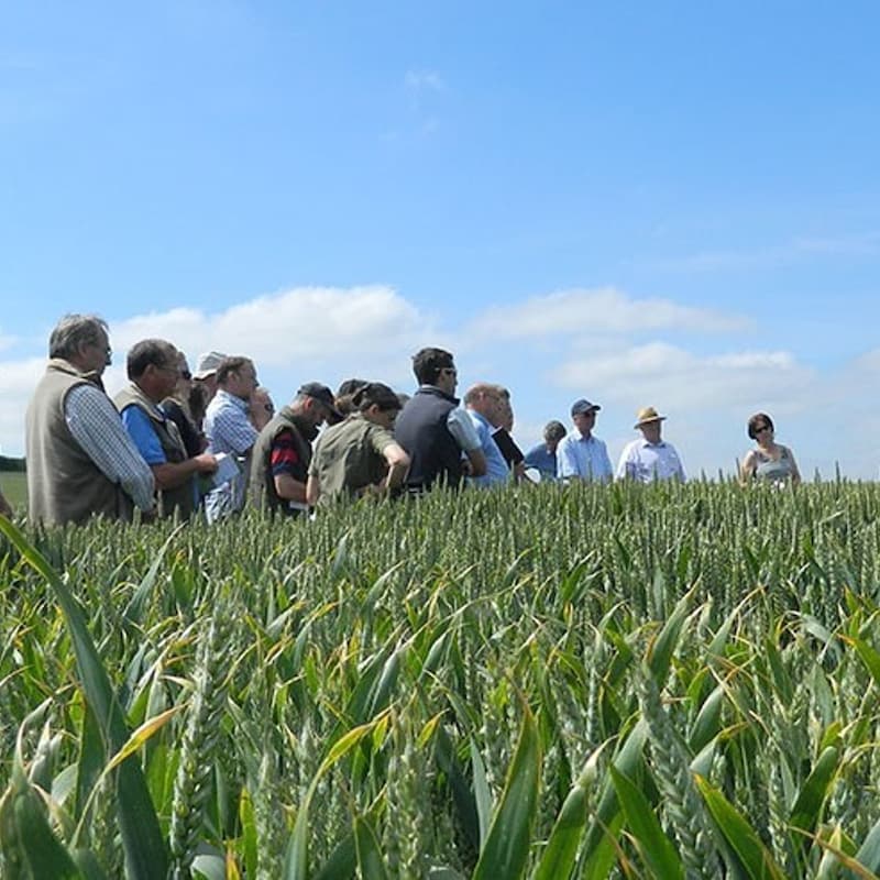 Artwork for podcast AHDB Food & Farming