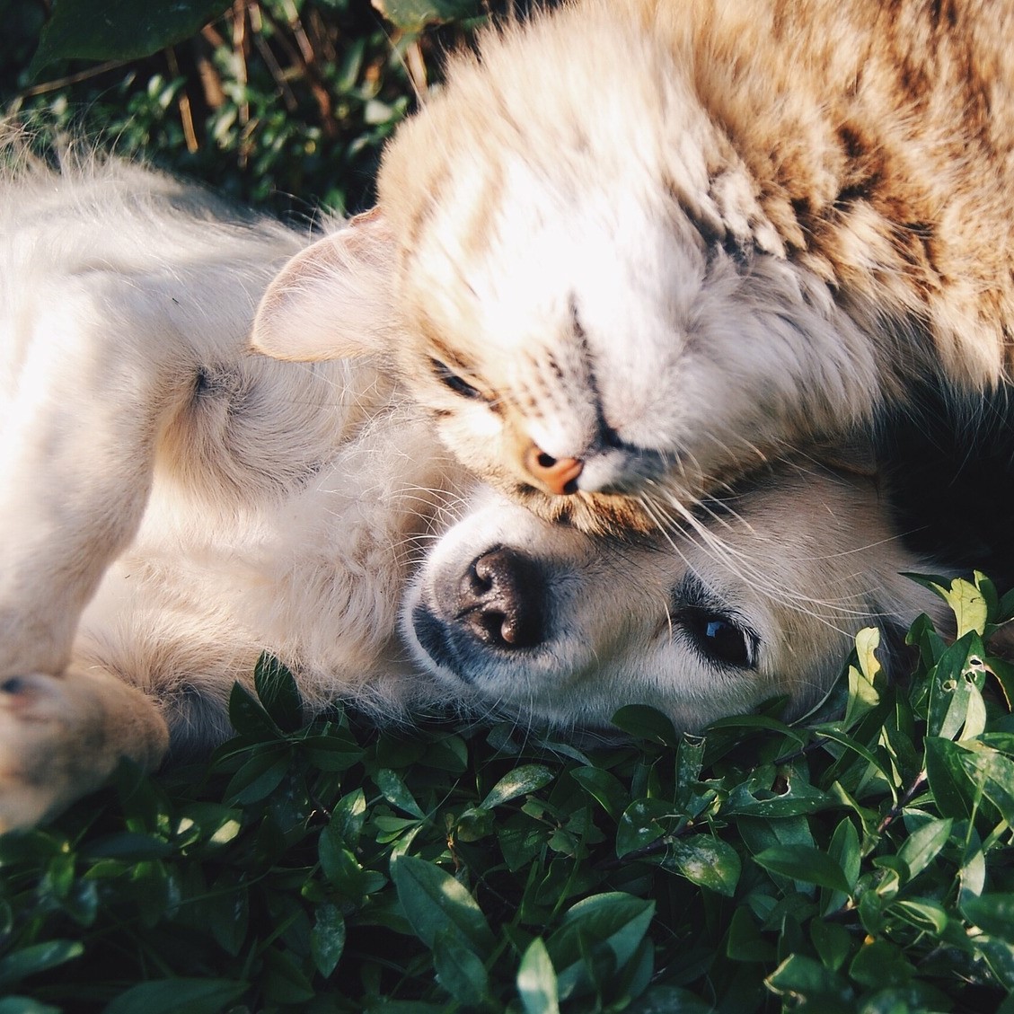 Ep. 39: Power of Communicating with Your Animals episode artwork