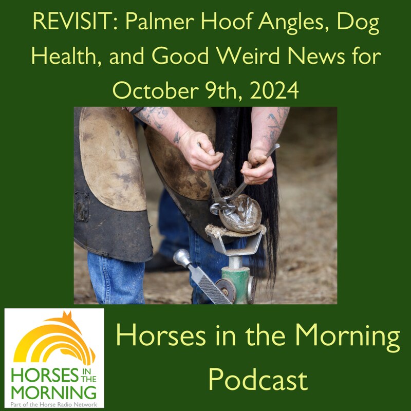 Artwork for podcast HORSES IN THE MORNING