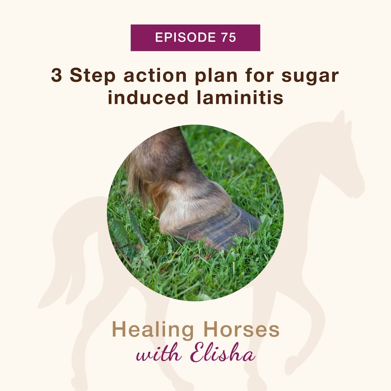 Artwork for podcast Healing Horses with Elisha