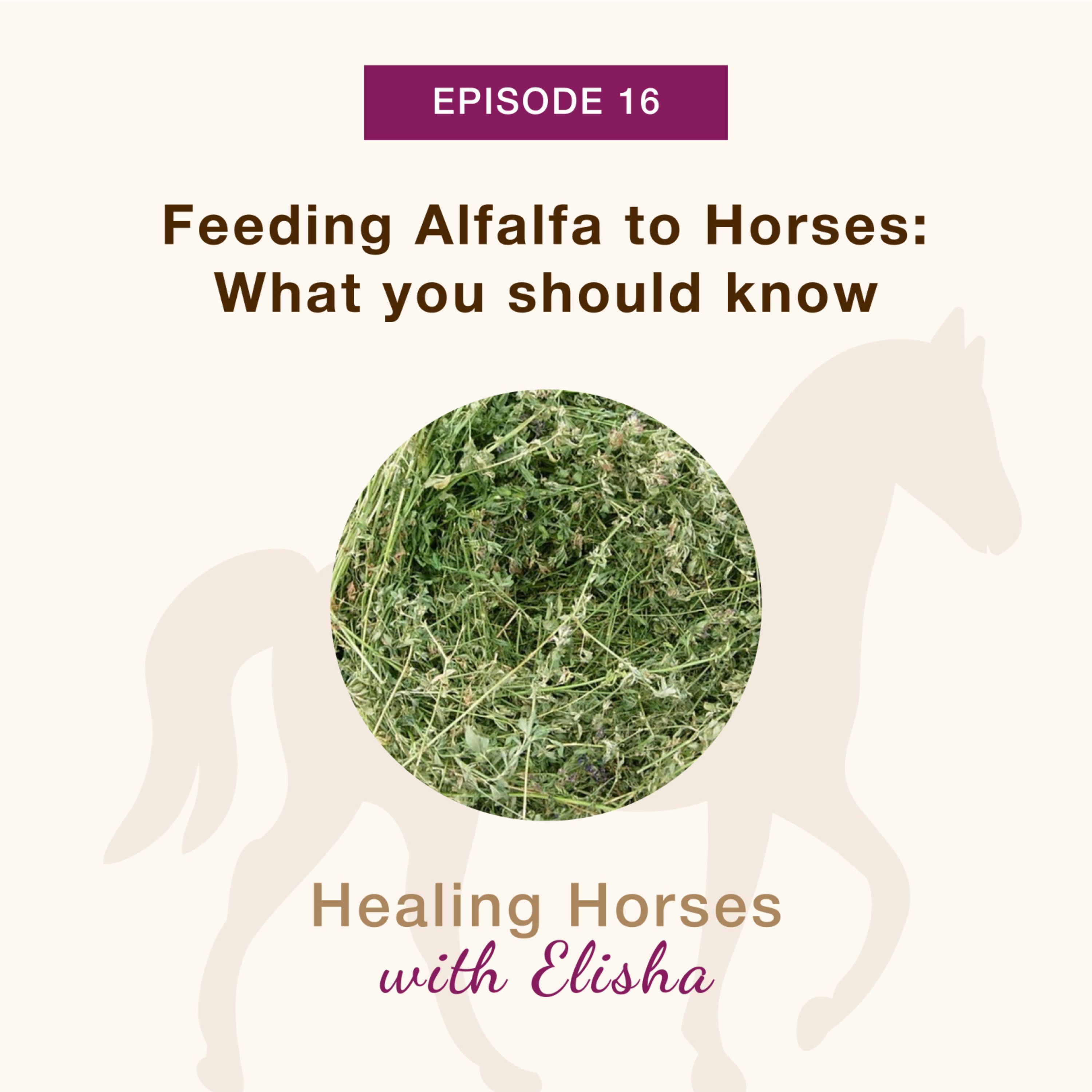 16: Feeding Alfalfa to Horses: What you should know