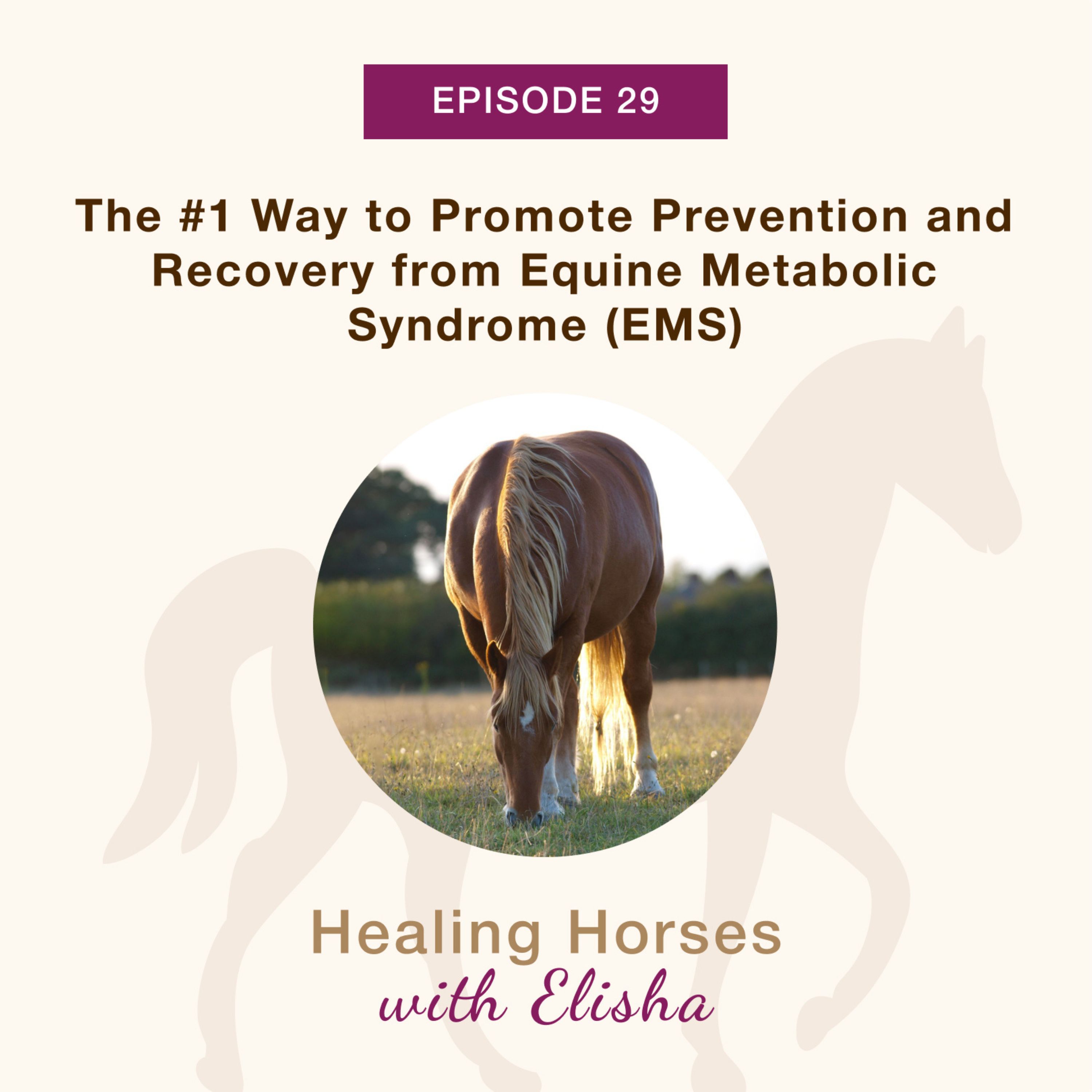 29: The #1 Way to Promote Prevention & Recovery from Equine Metabolic Syndrome (EMS)