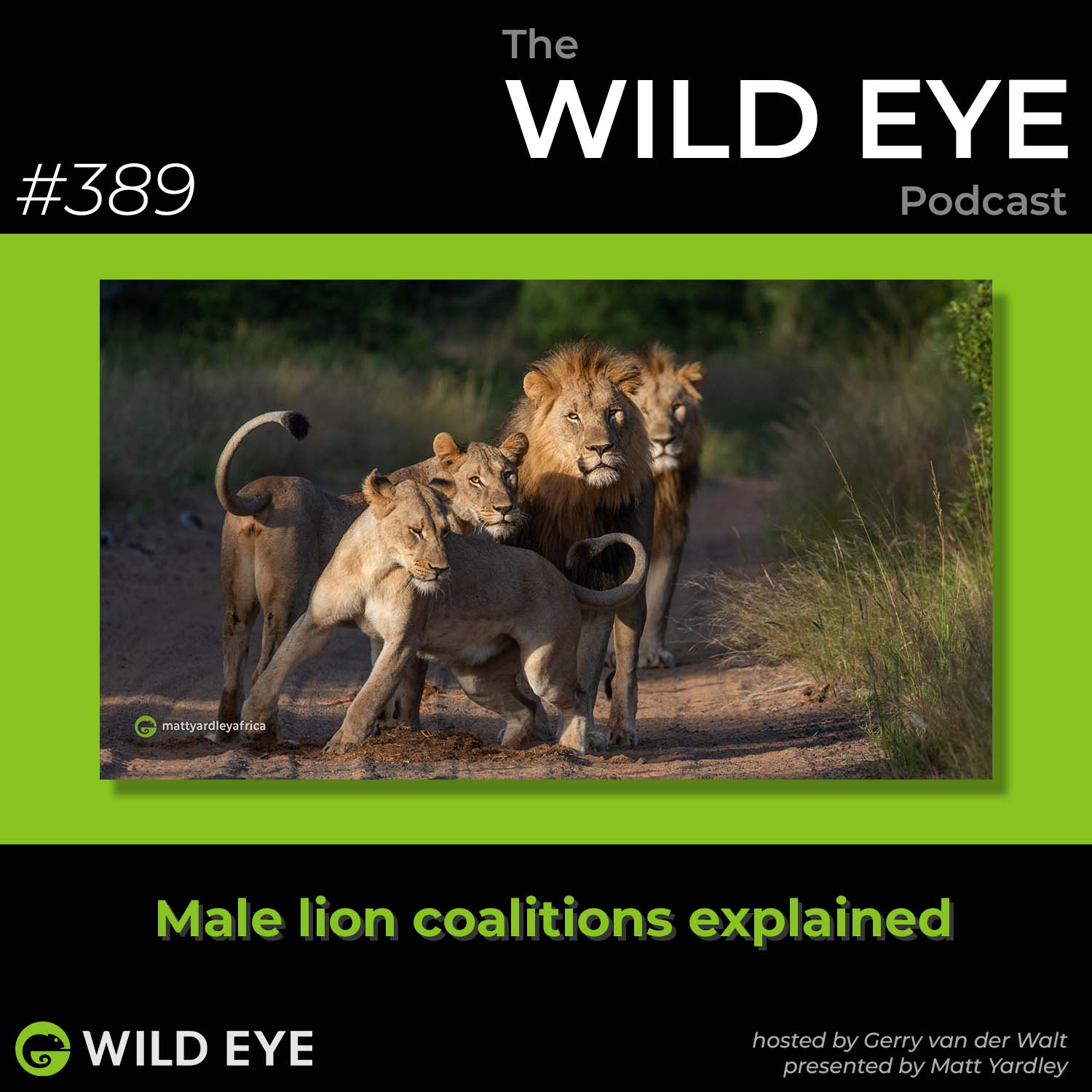 #389 - Male lion coalitions explained