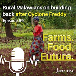 Artwork for IFAD's Climate Response Initiative (CRI): The aftermath of Cyclone Freddy in the South of Malawi