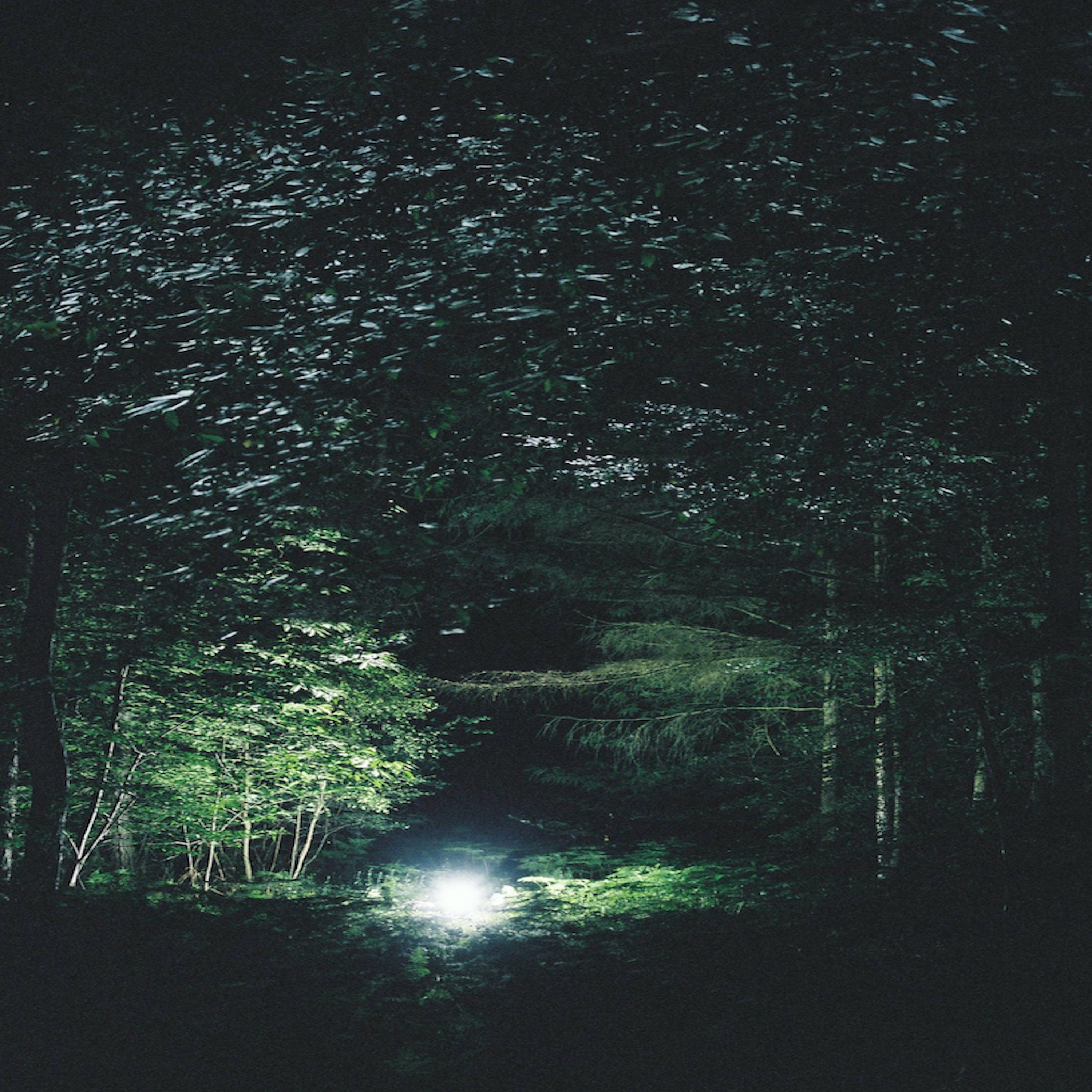 Wings in the Woods: A Night of Moths and Bats in an Ancient Woodland