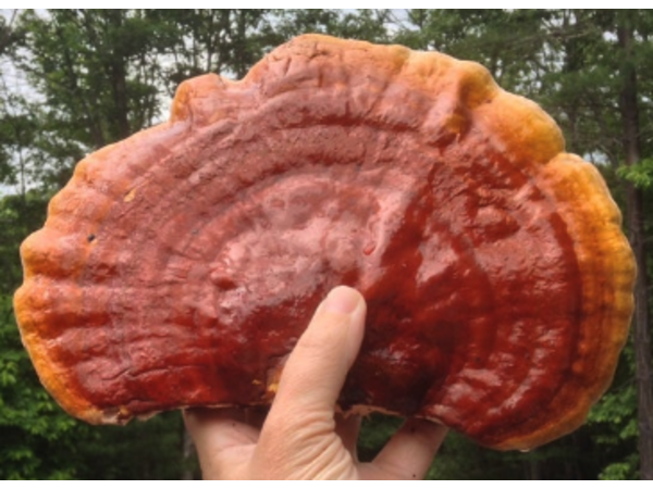 Paul Gaylon - Mushrooms as a Wellness Ally - A Timely Review