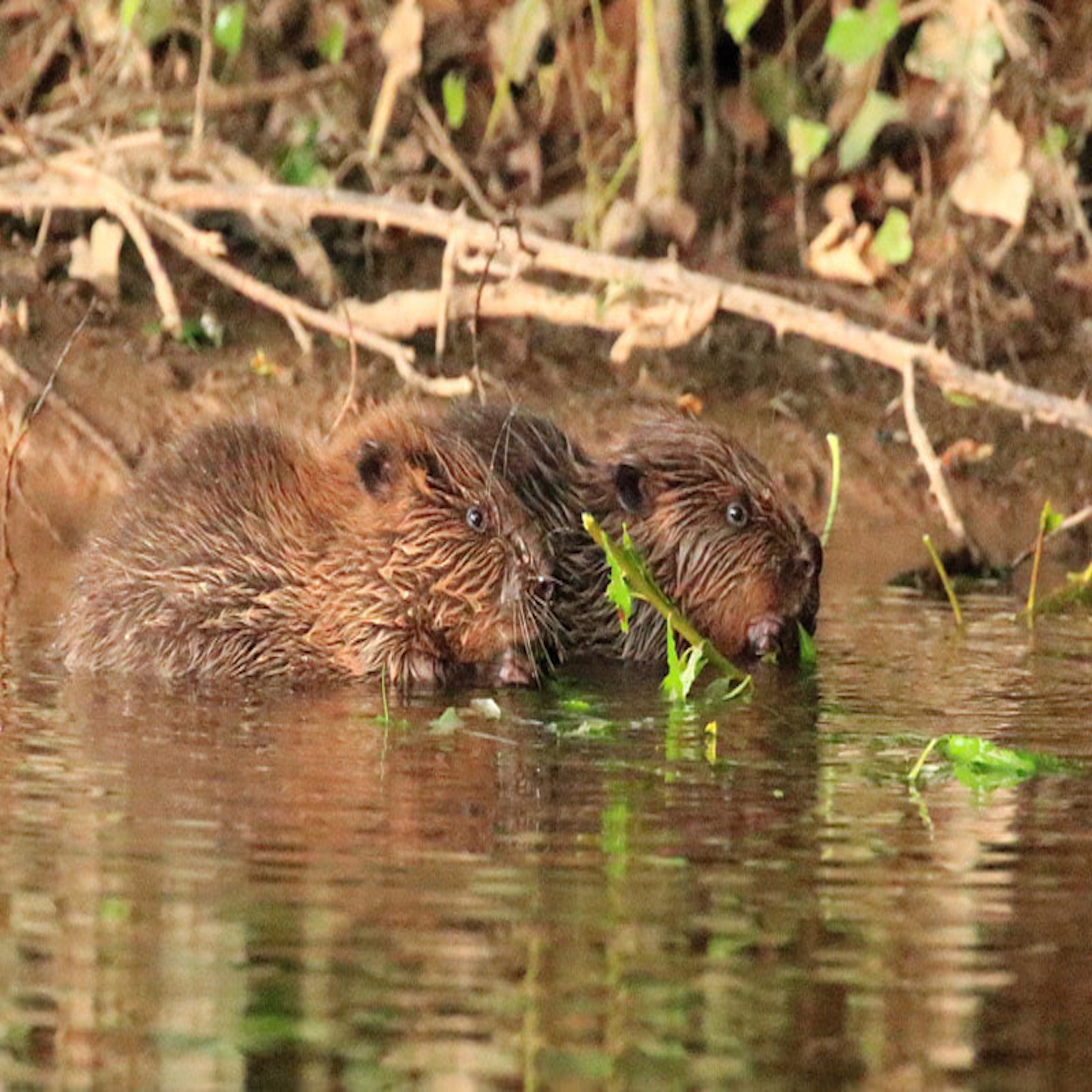 Wildlife Matters The Podcast