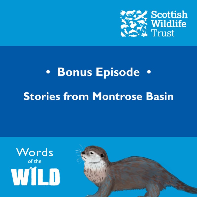 Artwork for podcast Words of the Wild
