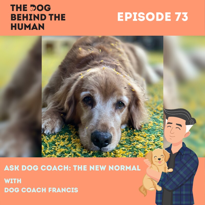 Artwork for podcast The Dog Behind The Human