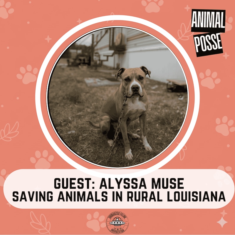 Artwork for podcast Animal Posse