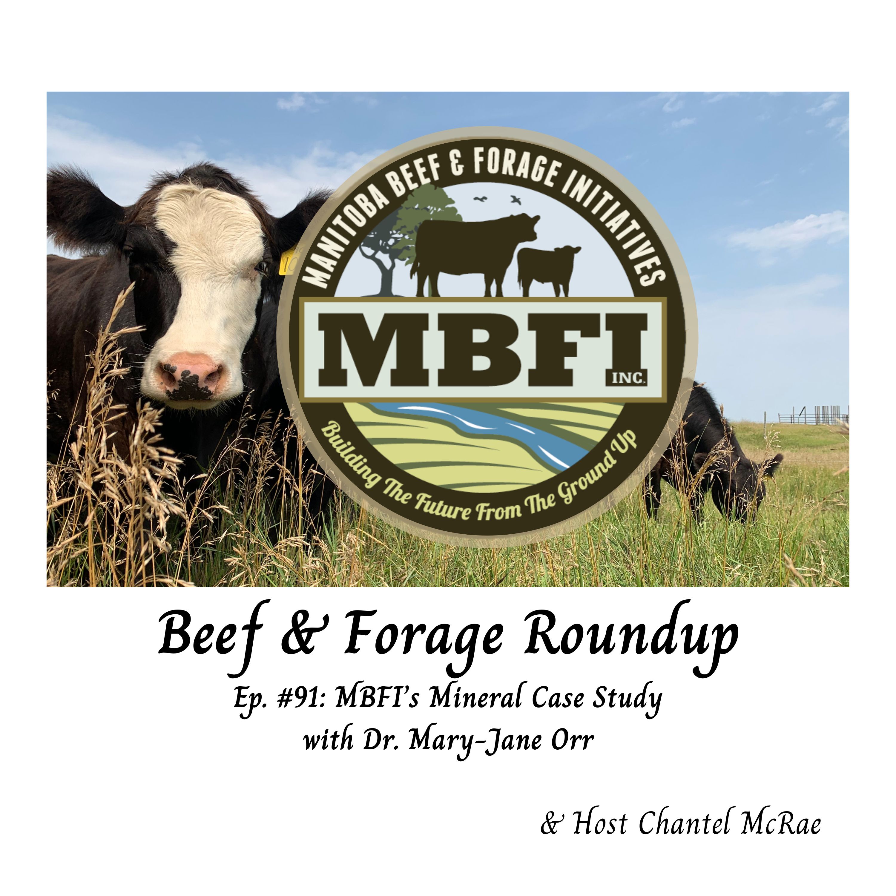Beef and Forage Roundup