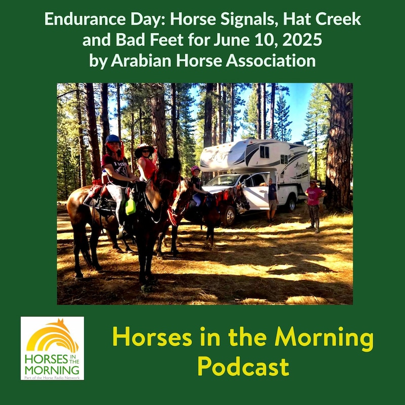 Artwork for podcast HORSES IN THE MORNING