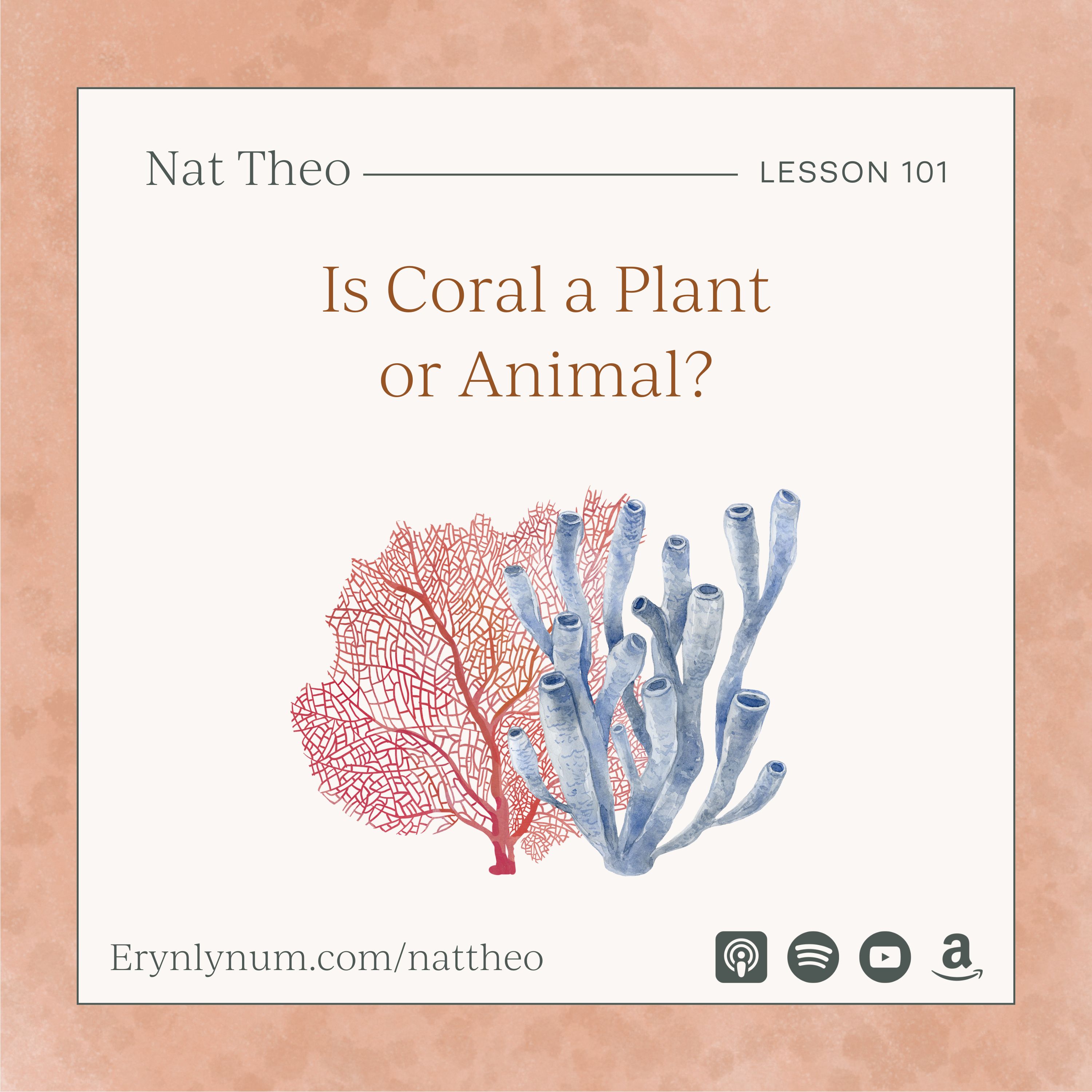 Is Coral a Plant or Animal? With Coral Ecologist Dr. Robert Carter - Lesson 101