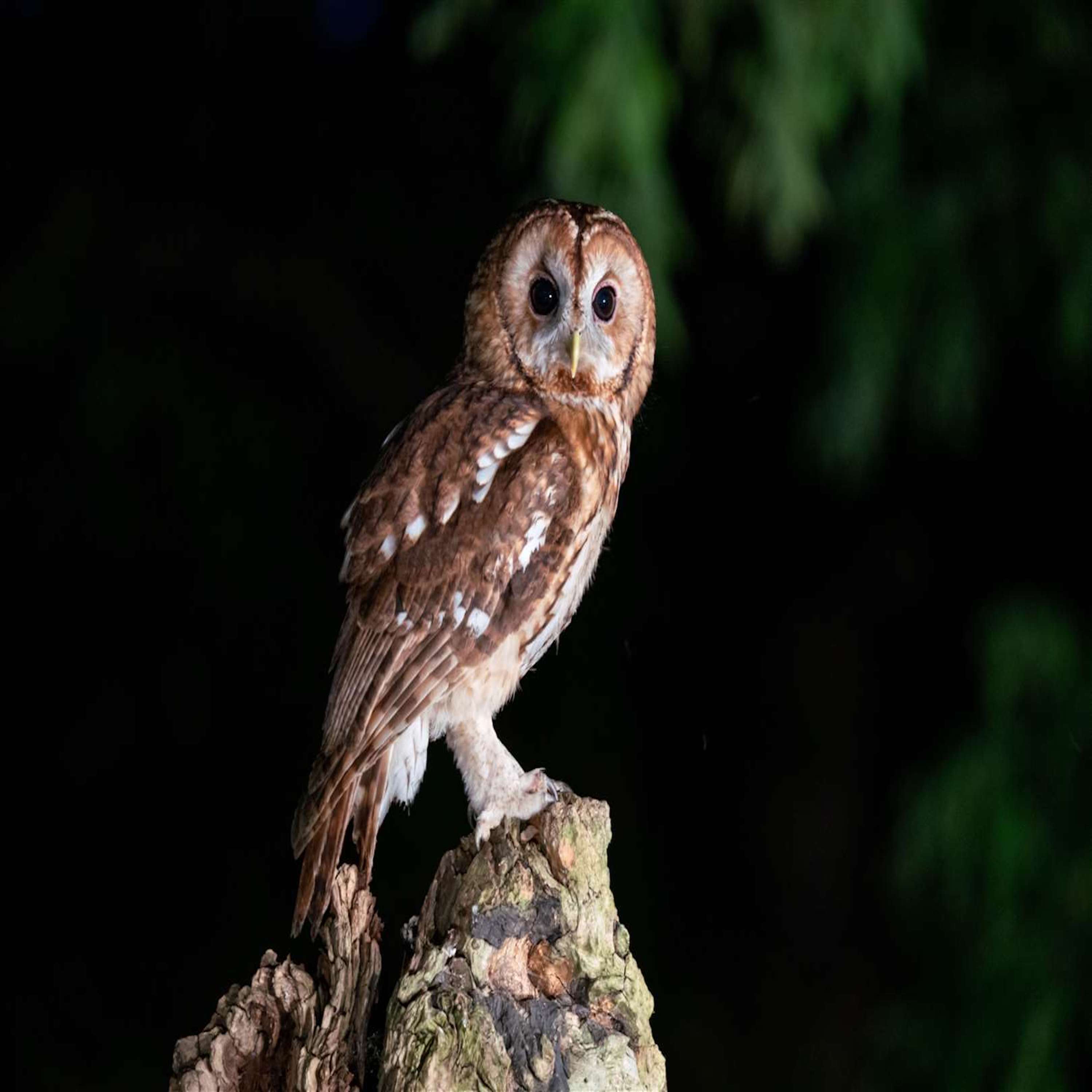 Nature StoryTeller