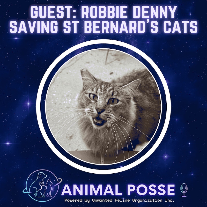 Artwork for podcast Animal Posse
