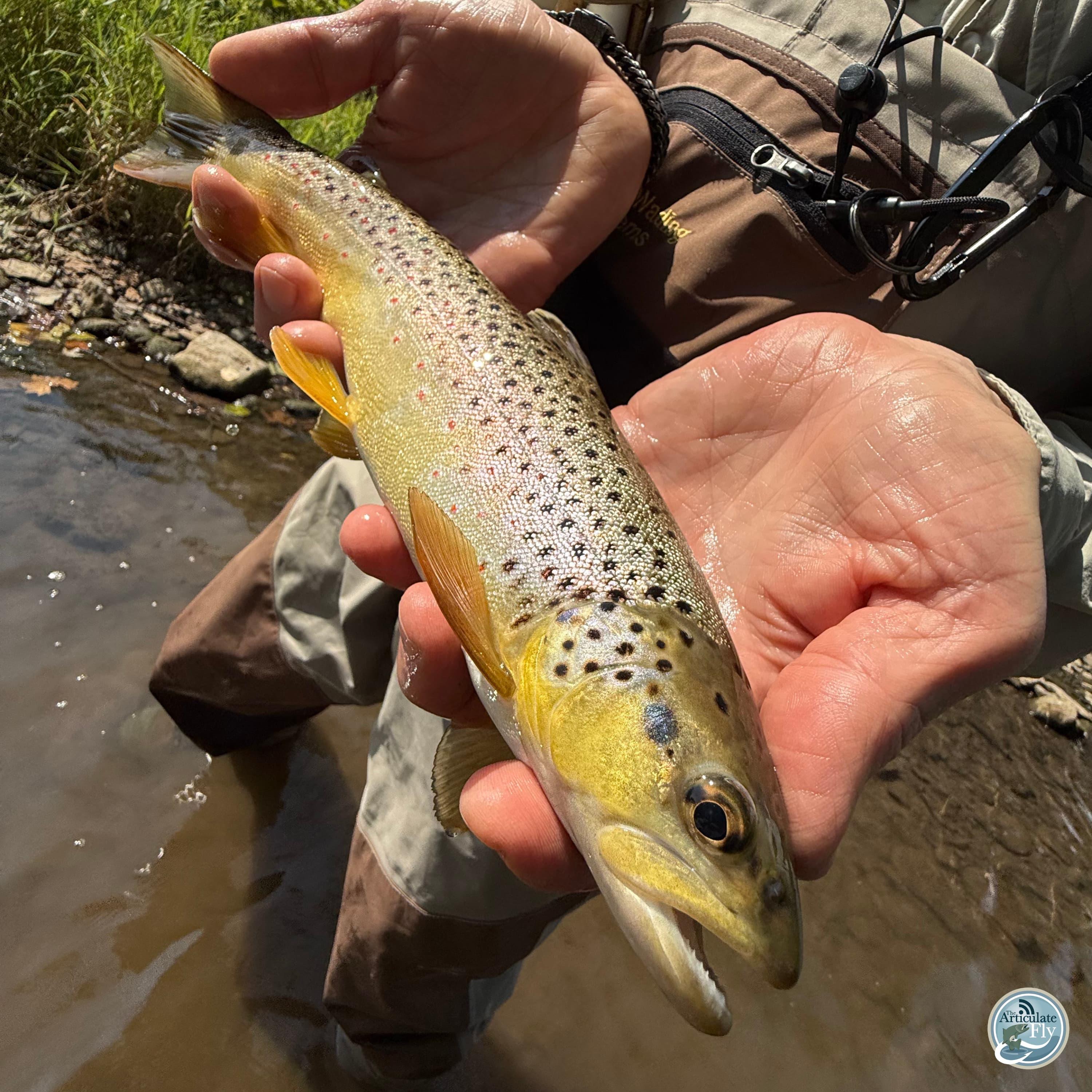 S7, Ep 81: Embracing the Transition: Fall Fishing Strategies and Events in Central PA with George Costa