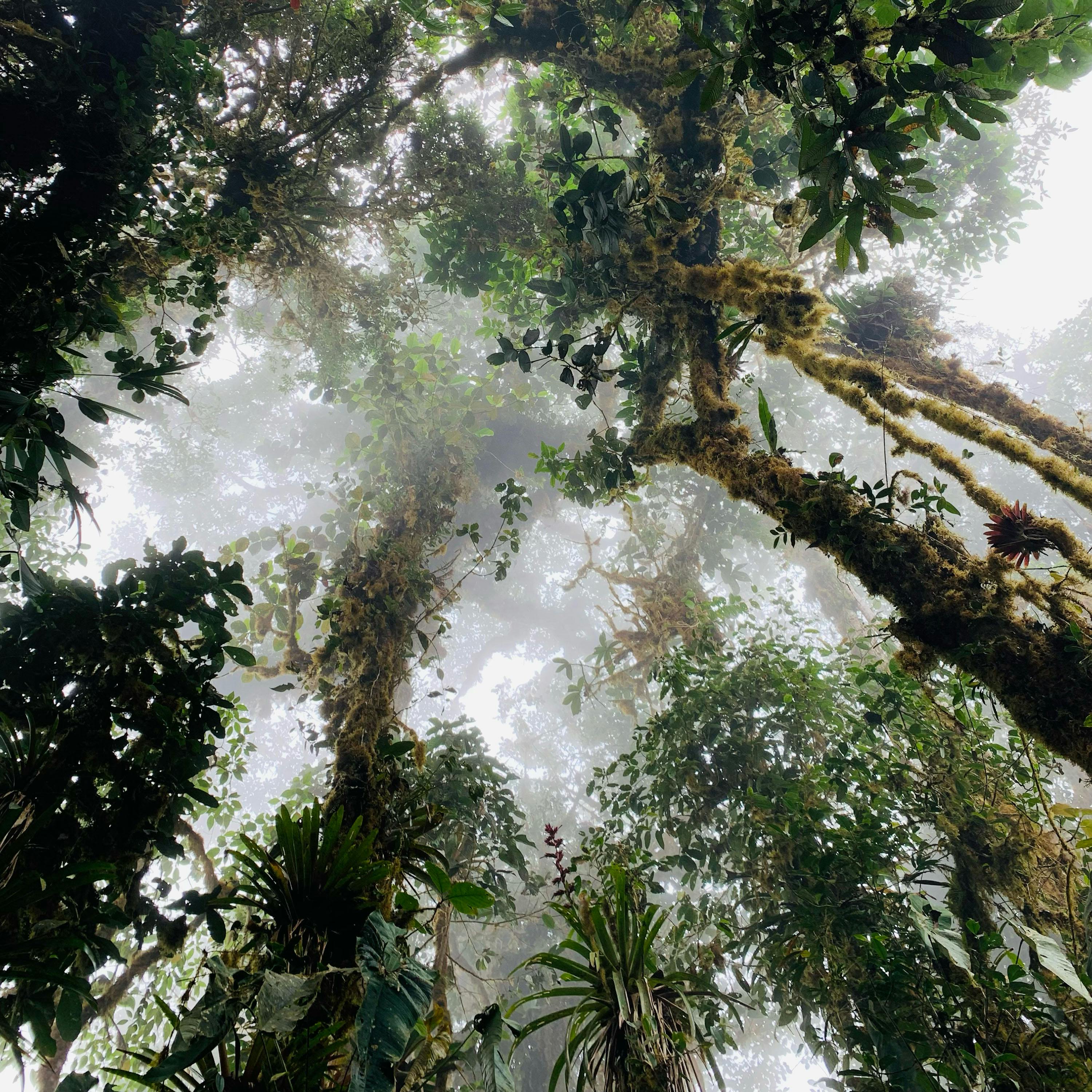 Song of the Cedars – A Conversation with Giuliana Furci, Robert Macfarlane, César Rodríguez-Garavito, and Cosmo Sheldrake