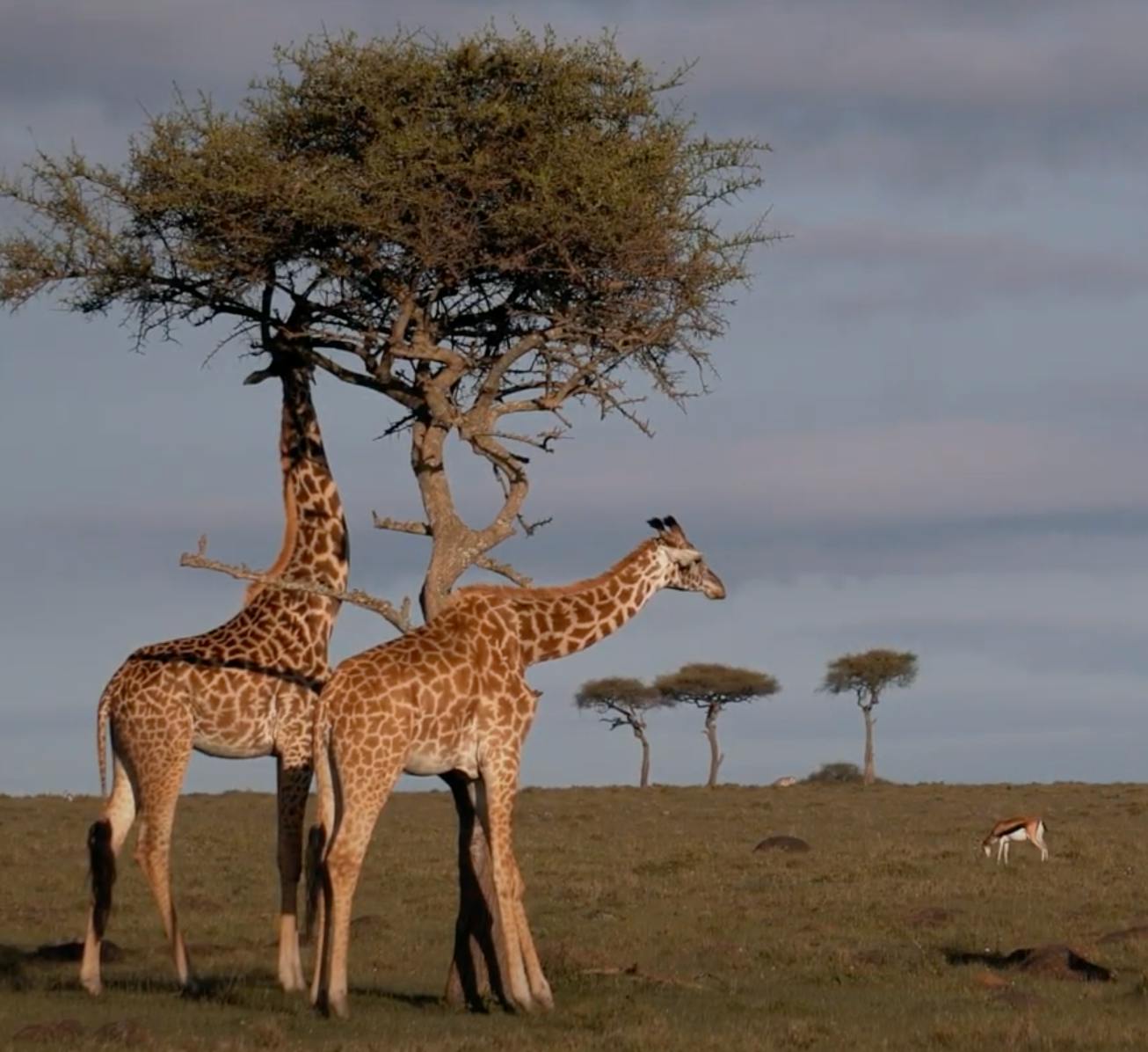 Bushwhacking to go Backpacking: Establishing Kenya's First Long-Distance Backpacking Trail with Chris Carter
