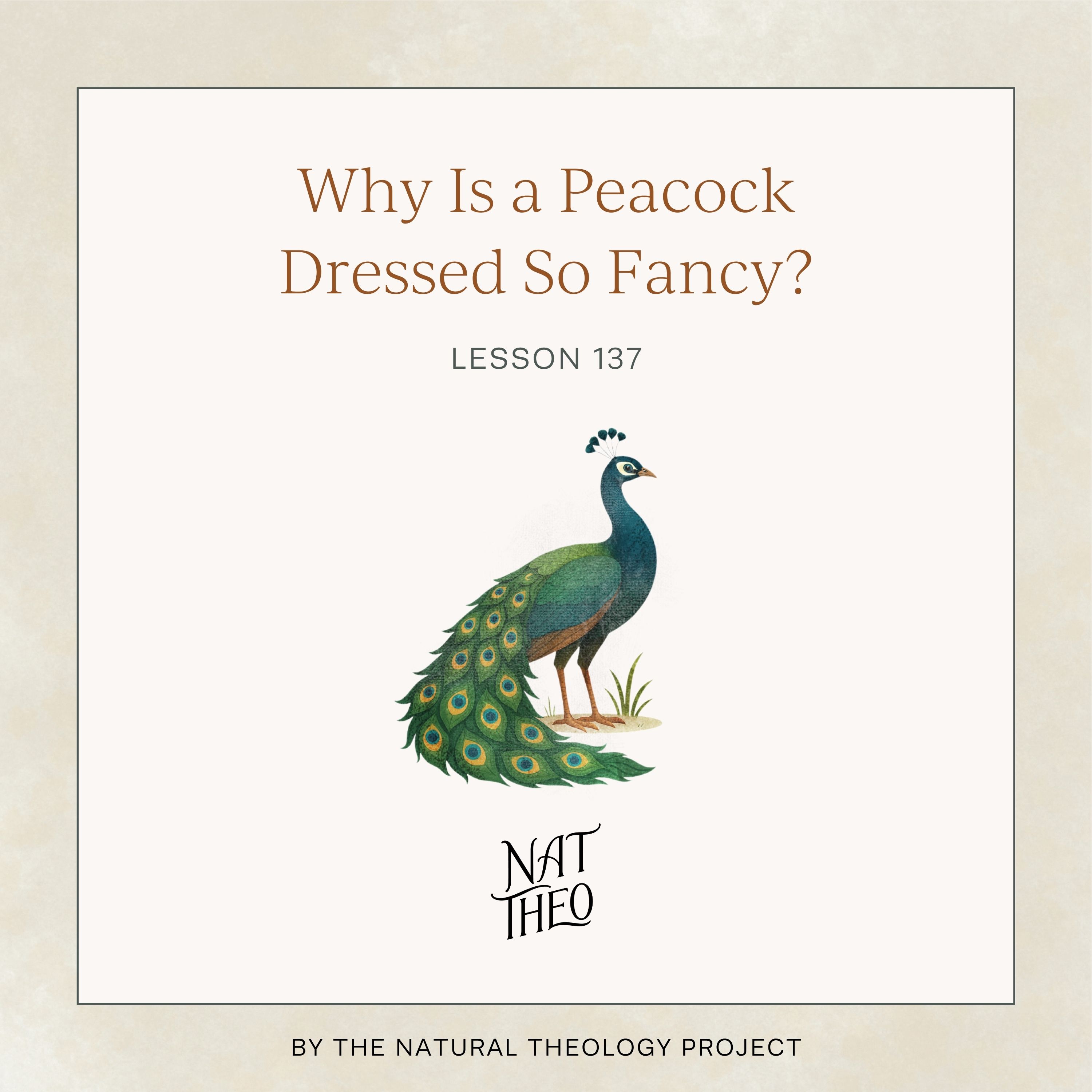 Why Is a Peacock Dressed So Fancy? Lesson 137