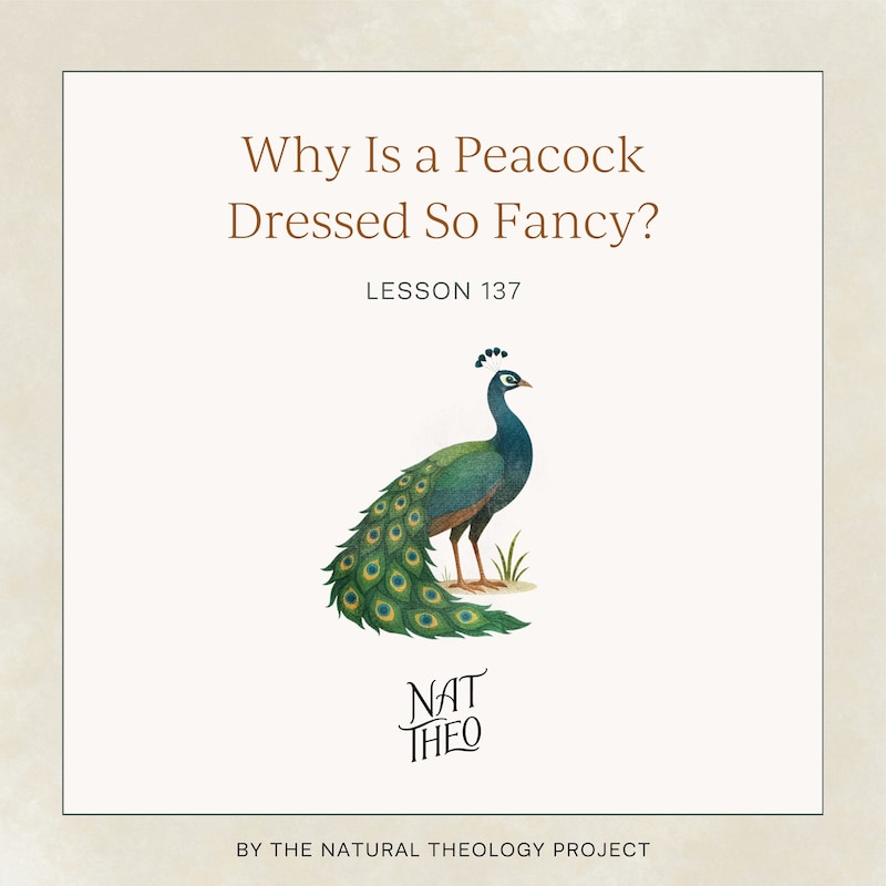 Artwork for podcast Nat Theo Nature Lessons Rooted in the Bible